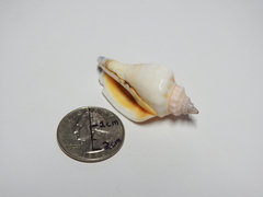 Gastropoda
