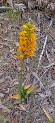 Chloraea gavilu