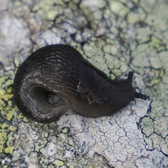 Limacoidea