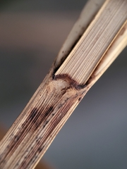 Bolboschoenus robustus