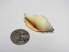 Gastropoda