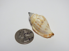 Gastropoda