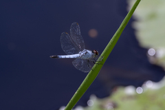 Brachydiplax denticauda