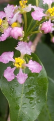 Malpighia glabra