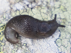 Limacoidea