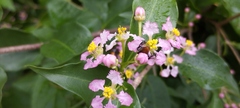 Malpighia glabra