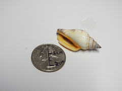 Gastropoda