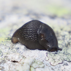 Limacoidea