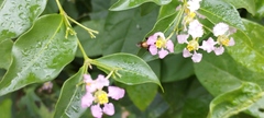 Malpighia glabra