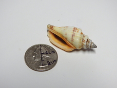 Gastropoda