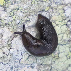 Limacoidea
