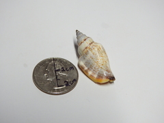Gastropoda