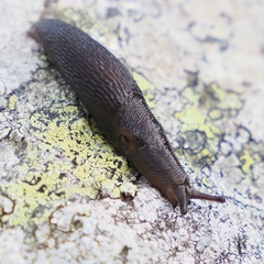 Limacoidea