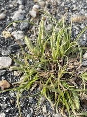 Cyperus compressus