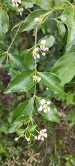 Malpighia glabra