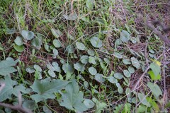 Umbilicus rupestris