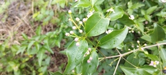 Malpighia glabra
