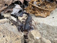 Pseudouroctonus reddelli