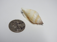 Gastropoda