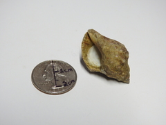 Gastropoda