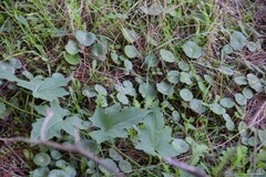 Umbilicus rupestris