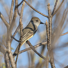 Myiarchus tyrannulus