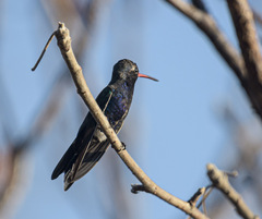 Cynanthus doubledayi