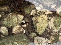 Eurycea troglodytes