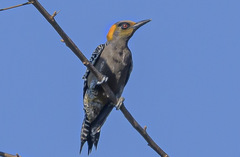 Melanerpes chrysogenys