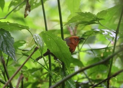 Scepomycter winifredae