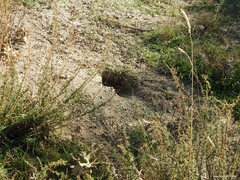 Oryctolagus cuniculus