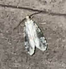Oegoconia novimundi