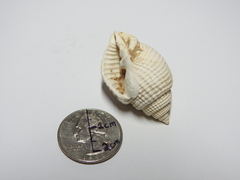 Cancellaria reticulata