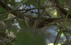 Thryophilus pleurostictus