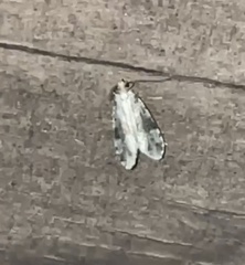 Oegoconia novimundi