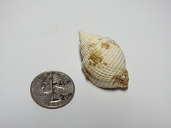 Cancellaria reticulata