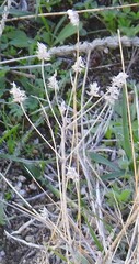 Centaurea alba
