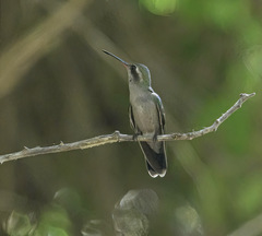 Cynanthus doubledayi