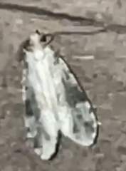 Oegoconia novimundi