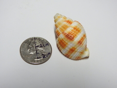 Cancellaria reticulata