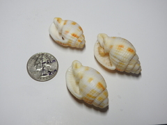 Cancellaria reticulata