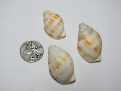 Cancellaria reticulata