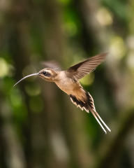 Phaethornis longirostris