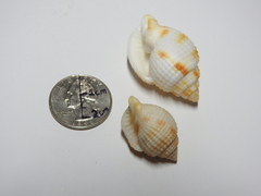 Cancellaria reticulata