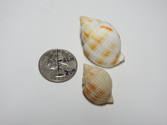 Cancellaria reticulata