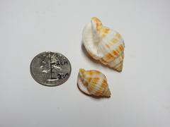 Cancellaria reticulata