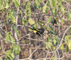 Cassiculus melanicterus