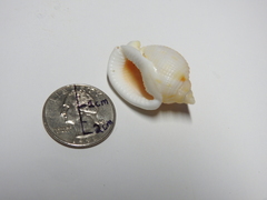 Semicassis granulata