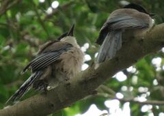 Cyanopica cyanus