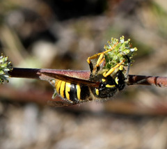 Dolichovespula sylvestris